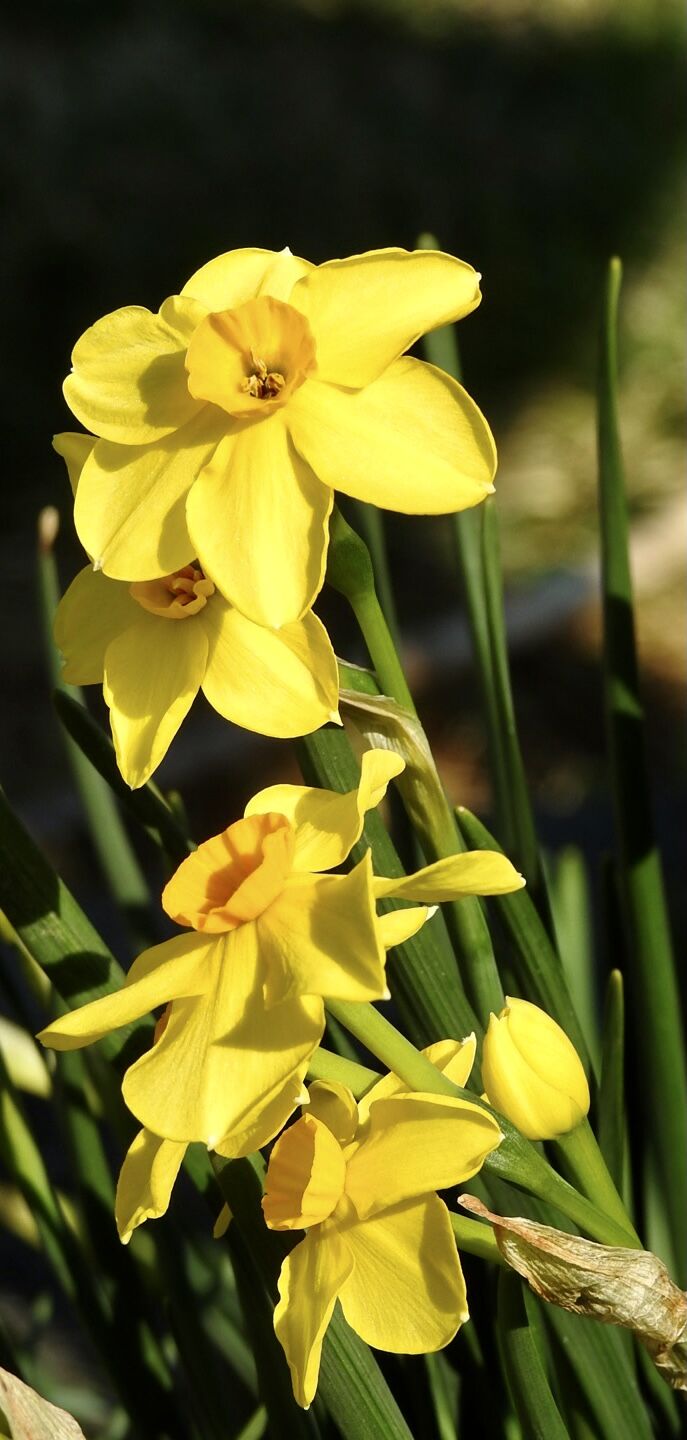 Spring flowers
